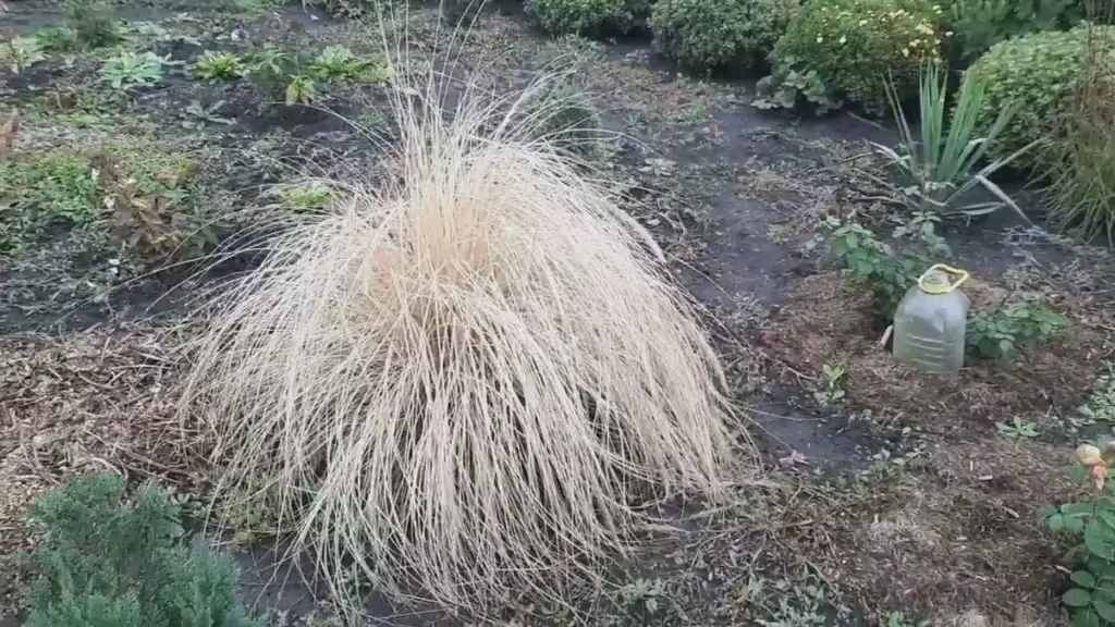 Dieses eine Kraut verwandelt den Garten in eine Winterkantine für Meisen
