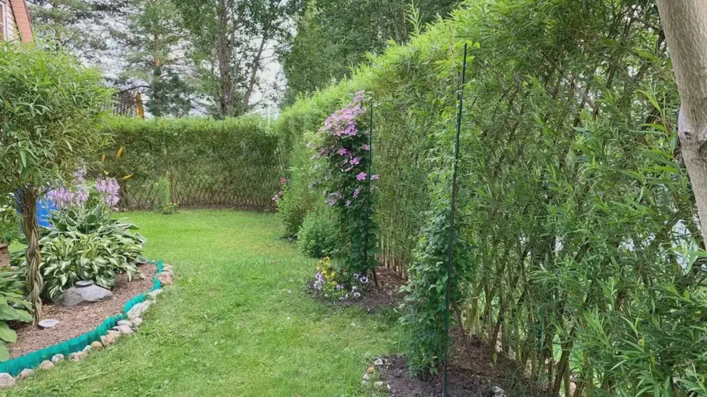 Gärtner wenden sich von Photinia ab. Dieser Strauch dominiert Hecken im Jahr 2026
