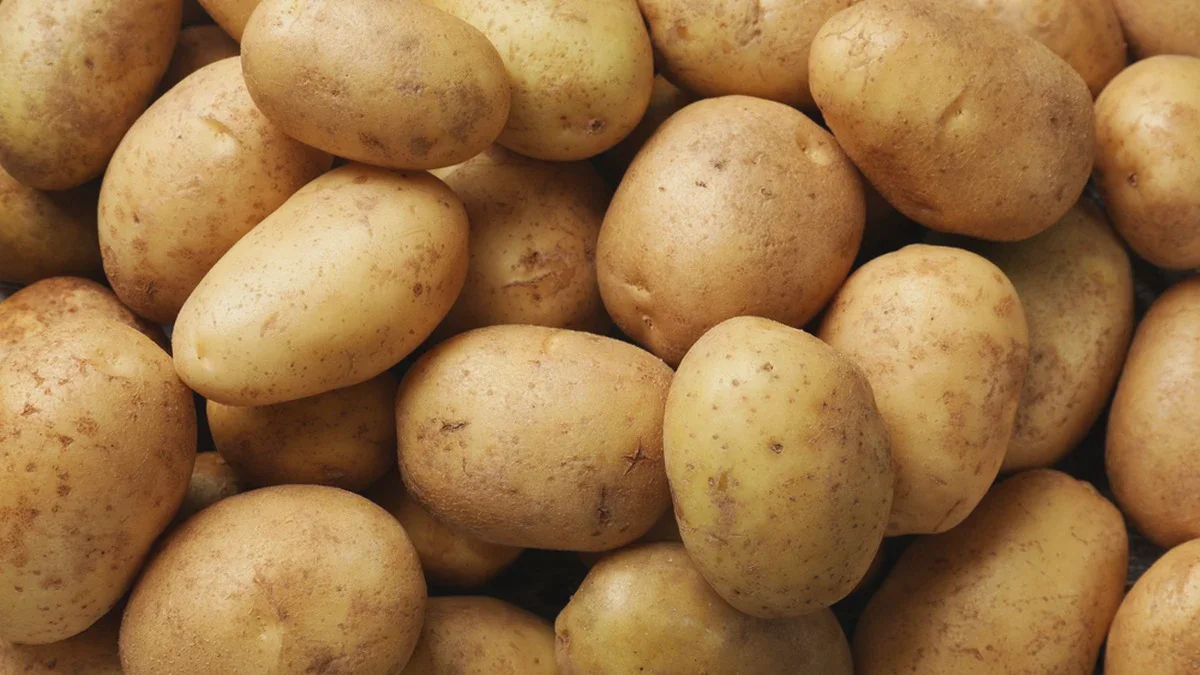Europäische Kartoffelindustrie von massiver Überproduktionskrise getroffen